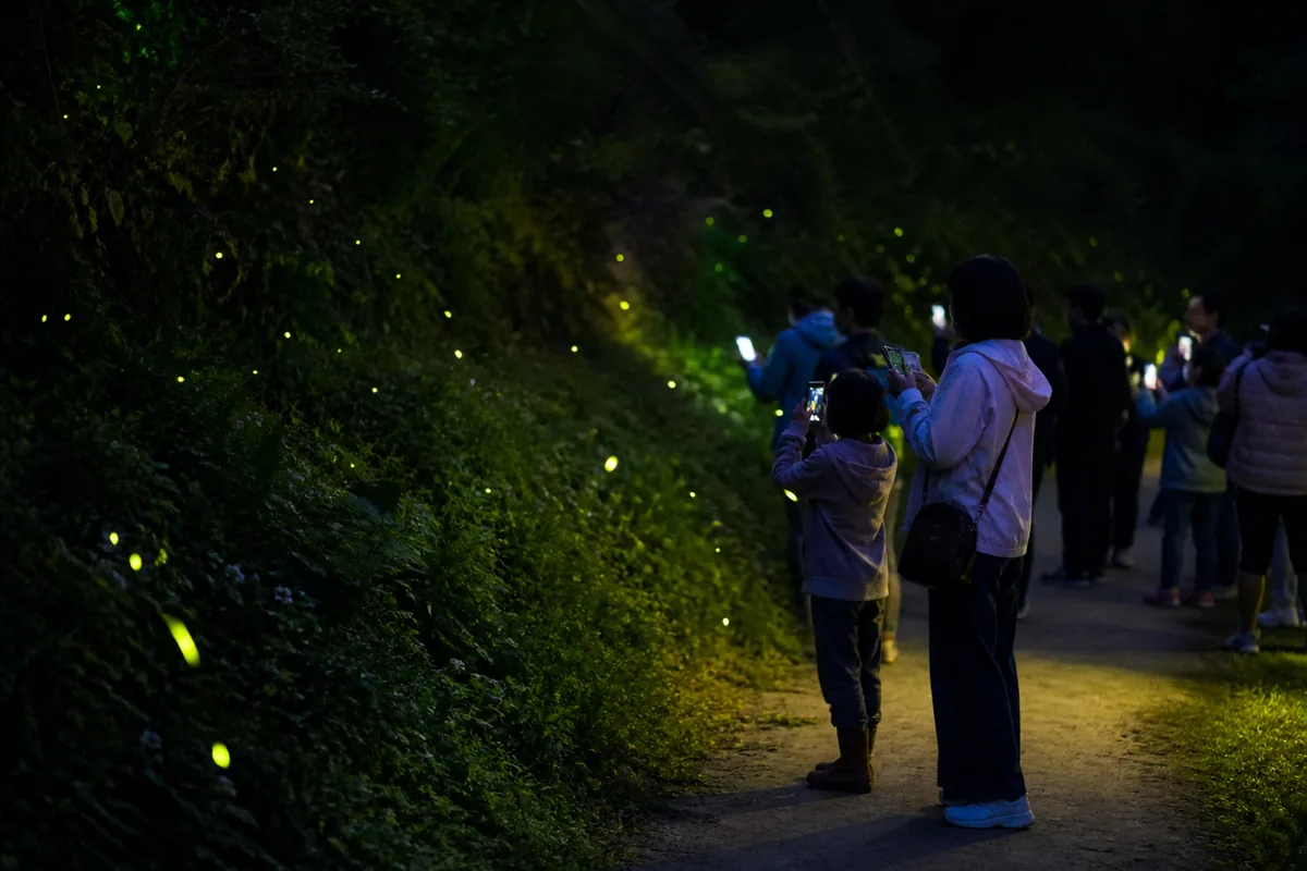 muju firefly festival night walk scene with firefly observation along a dark stream path